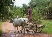 ossekar platteland cambodja - Battambang - Cambodja